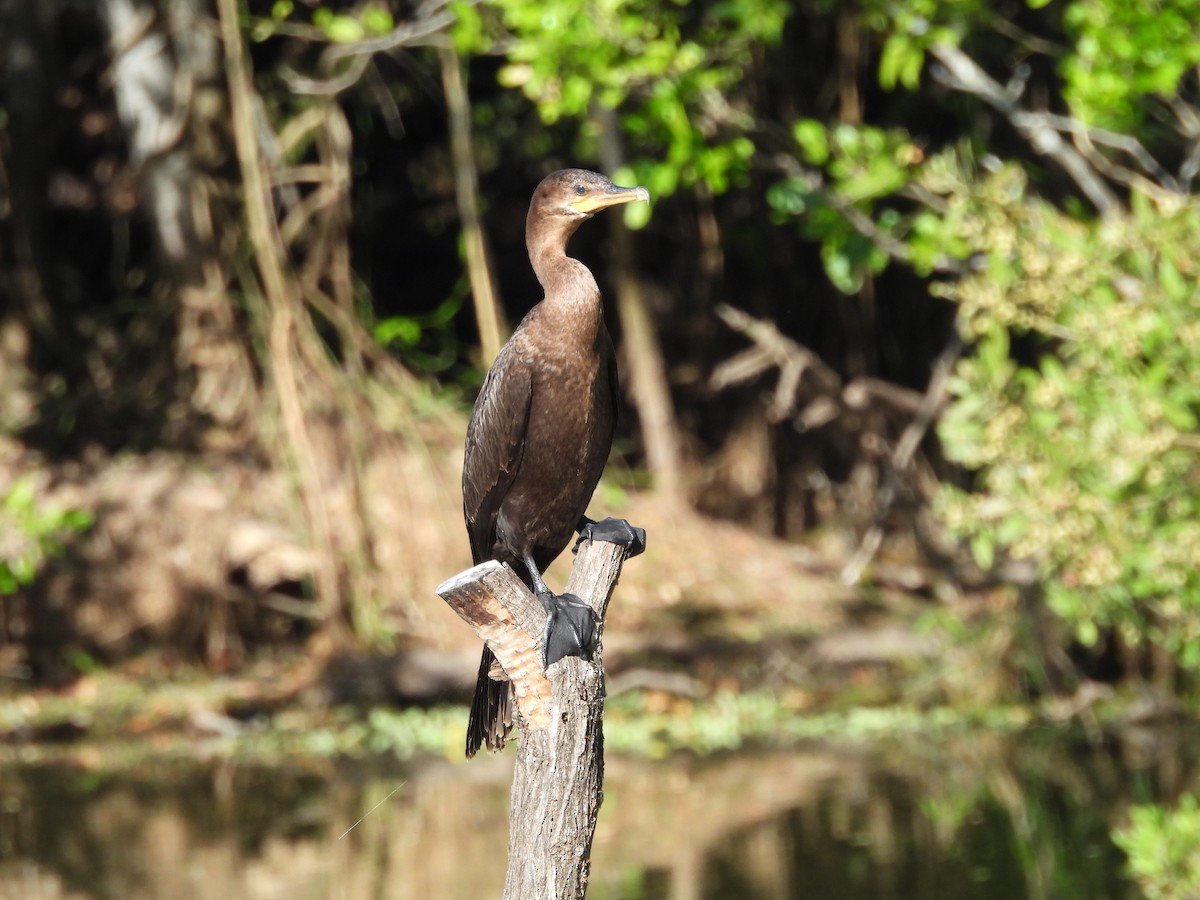 Neotropic Cormorant - ML629931927