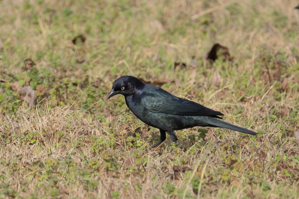 Brewer's Blackbird - ML629932021