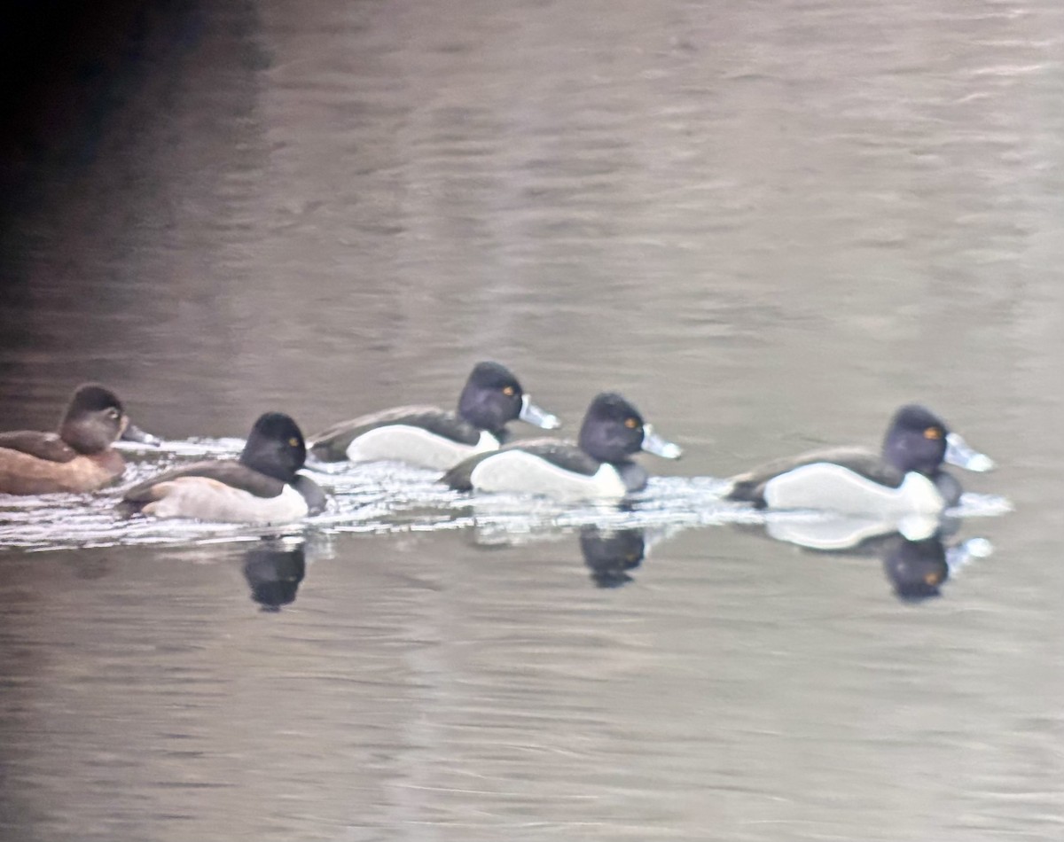 環頸潛鴨 - ML629932435