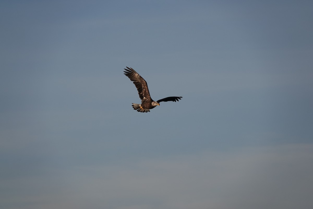Bald Eagle - ML629932554