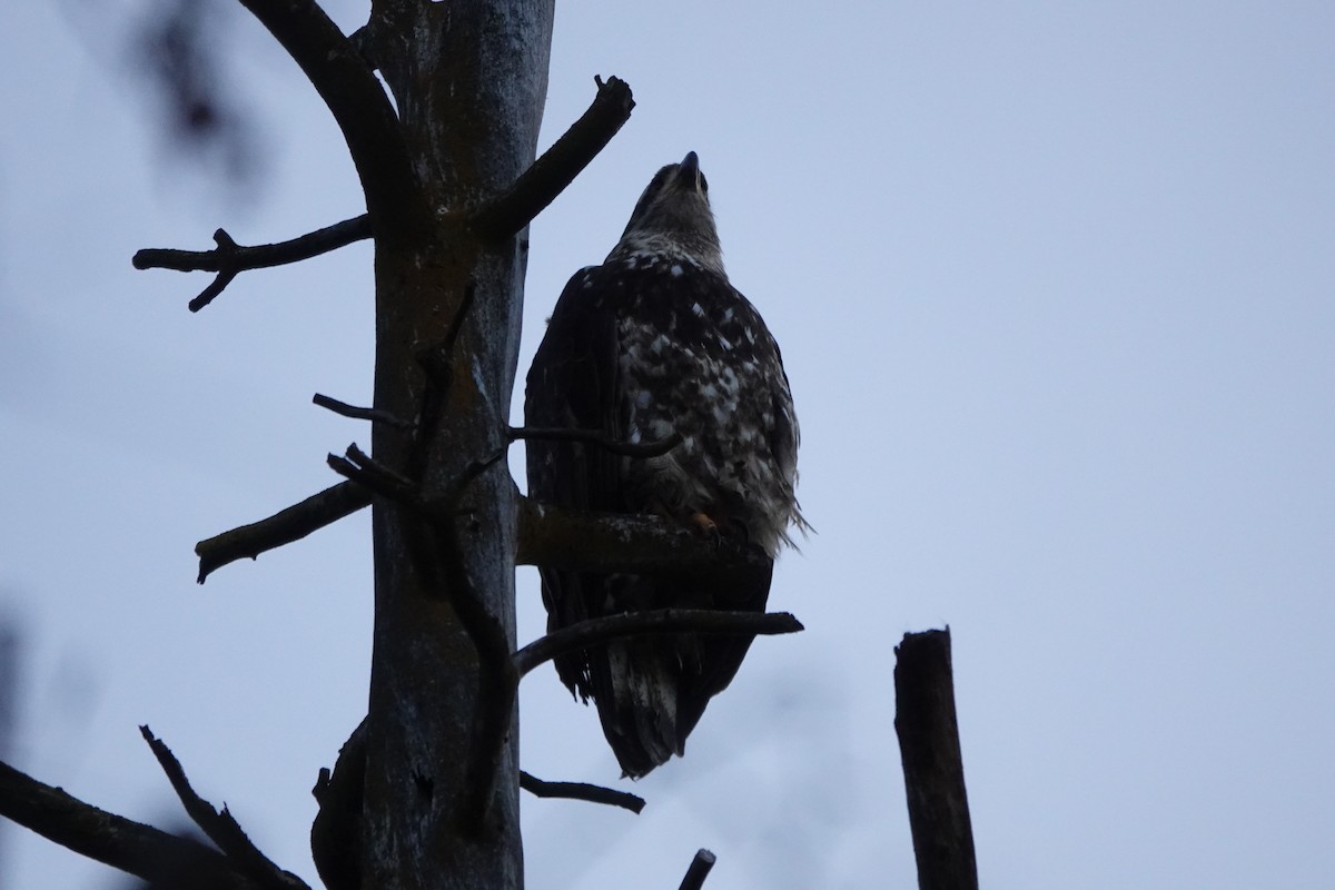 Bald Eagle - ML629932559
