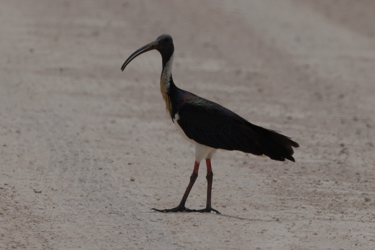 Straw-necked Ibis - ML629932560