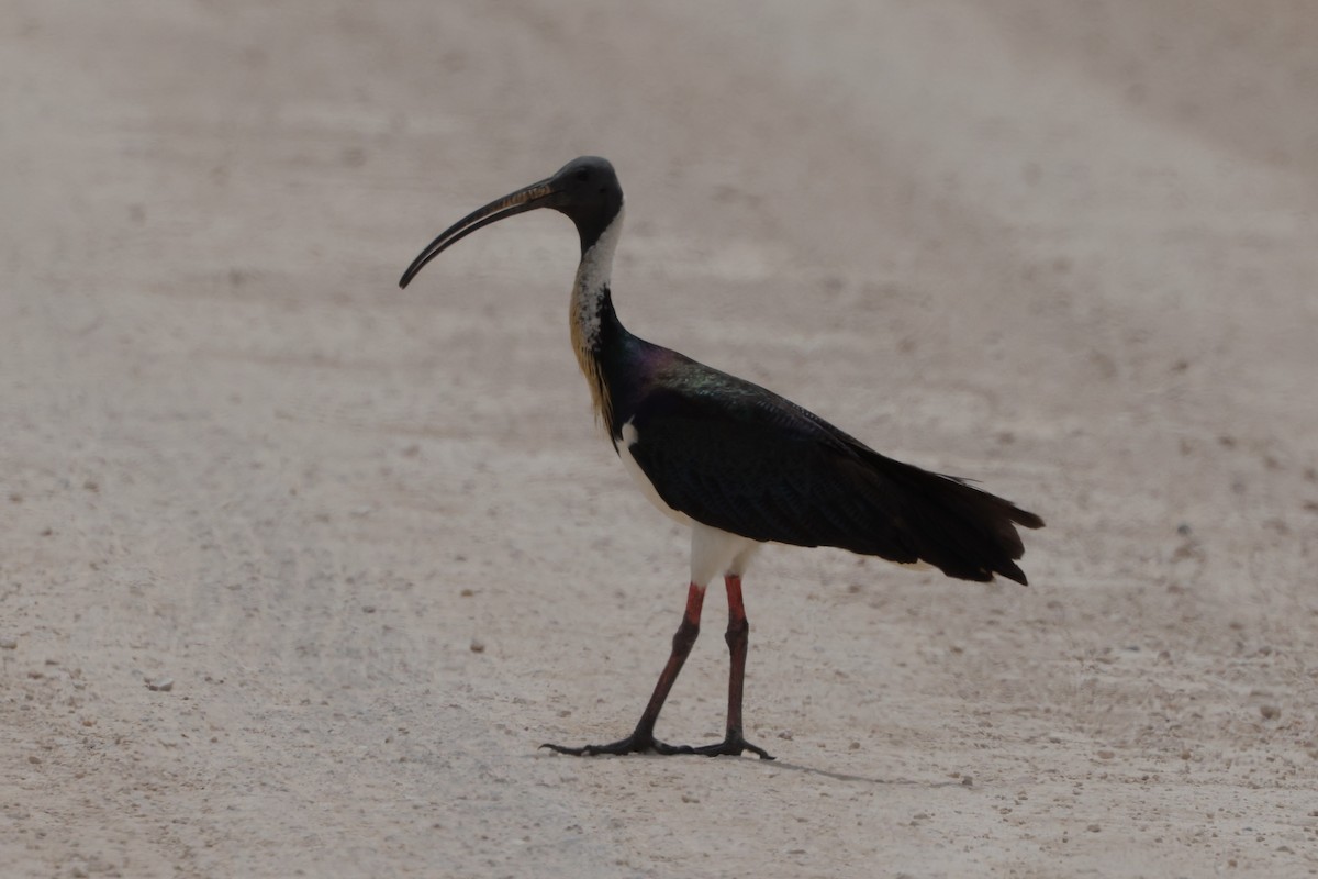 Straw-necked Ibis - ML629932561