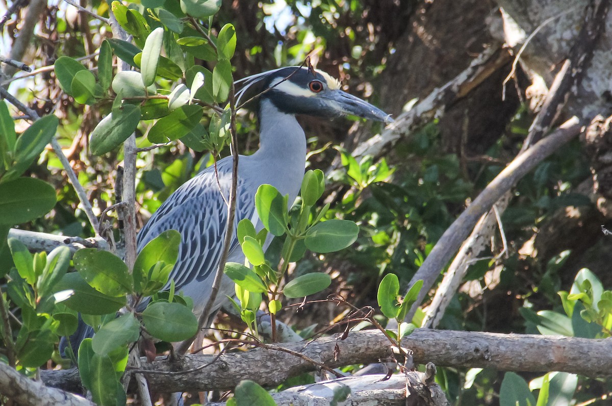 Yellow-crowned Night Heron - ML629932579