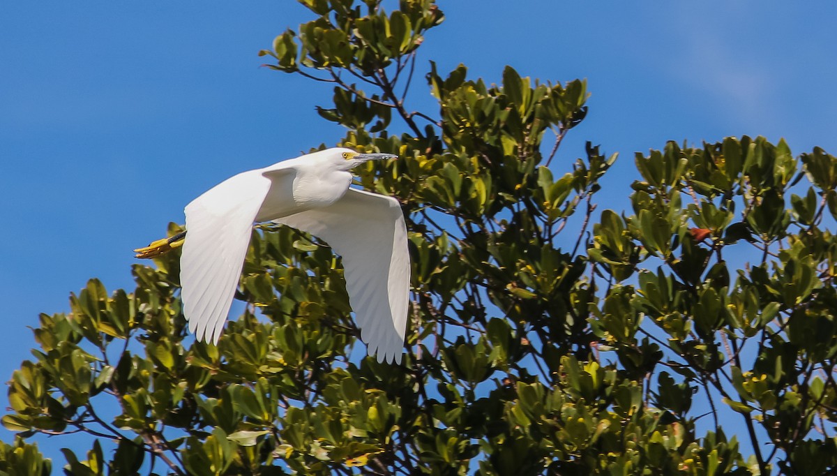 Snowy Egret - ML629932581