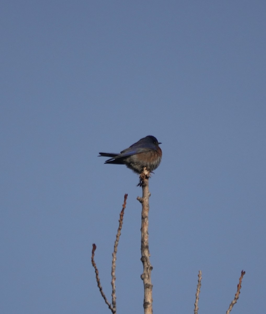 Western Bluebird - ML629932613