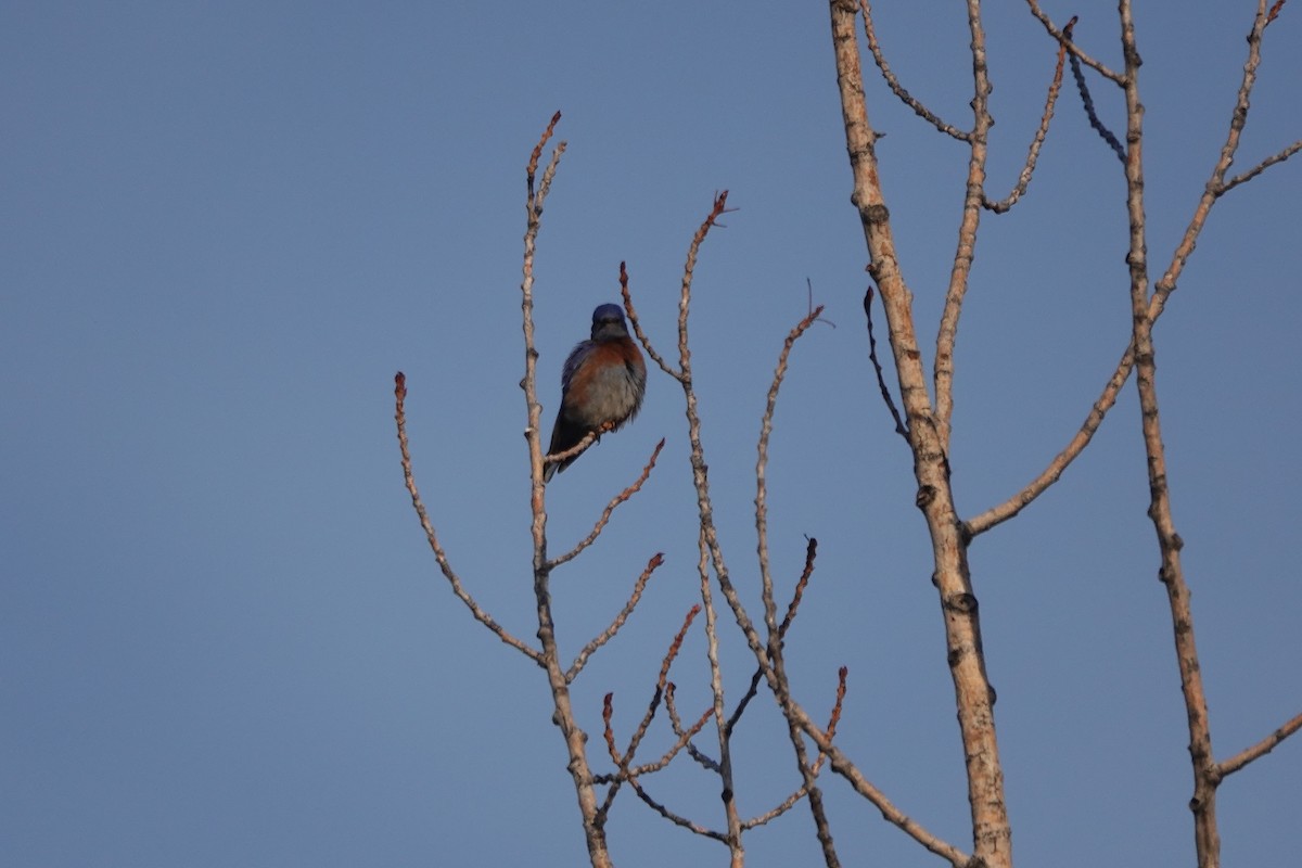 Western Bluebird - ML629932620