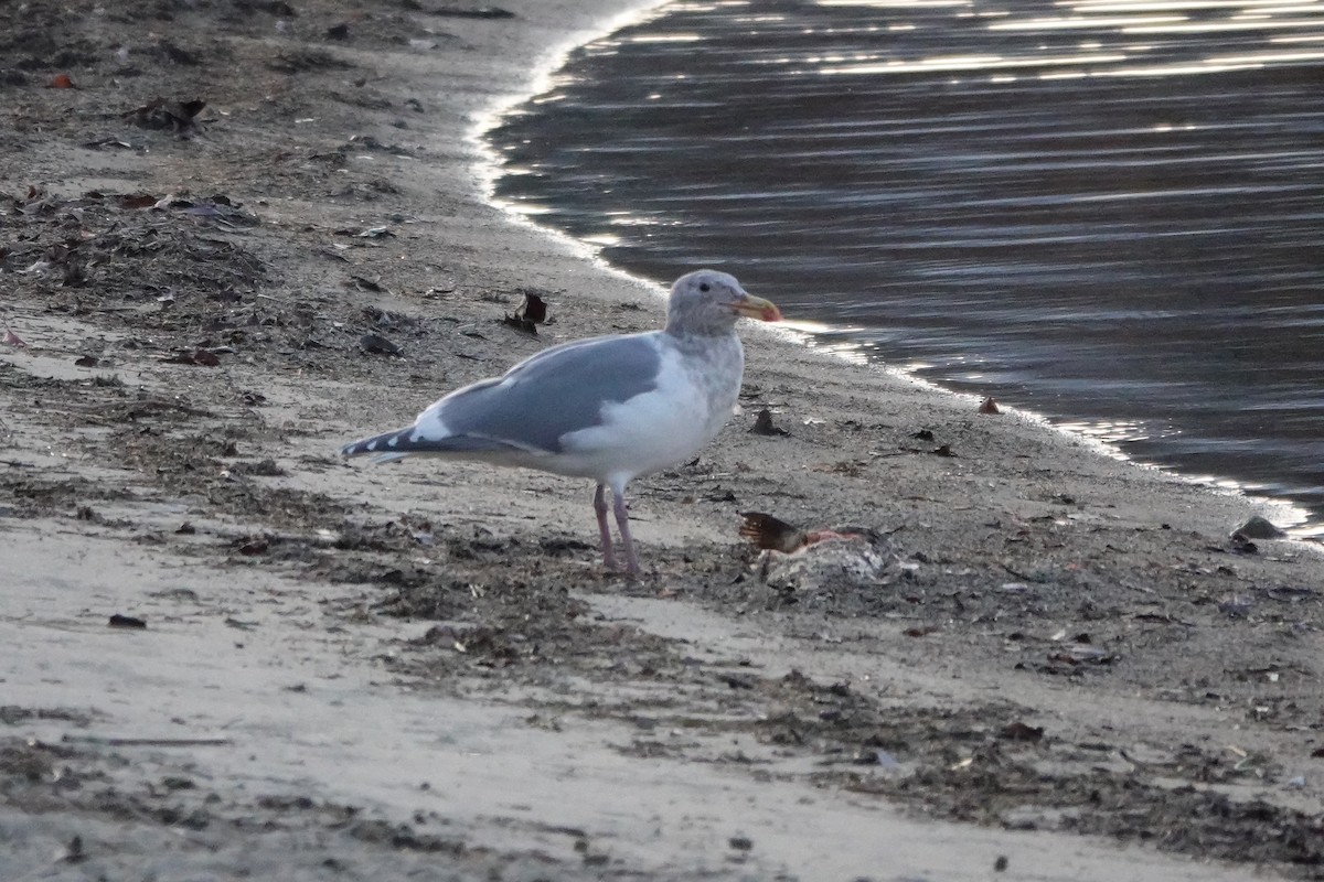 Glaucous-winged Gull - ML629932622