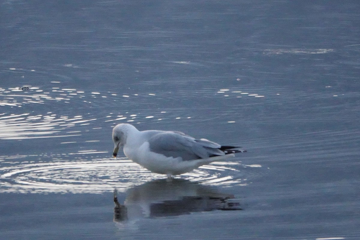 Ring-billed Gull - ML629932626