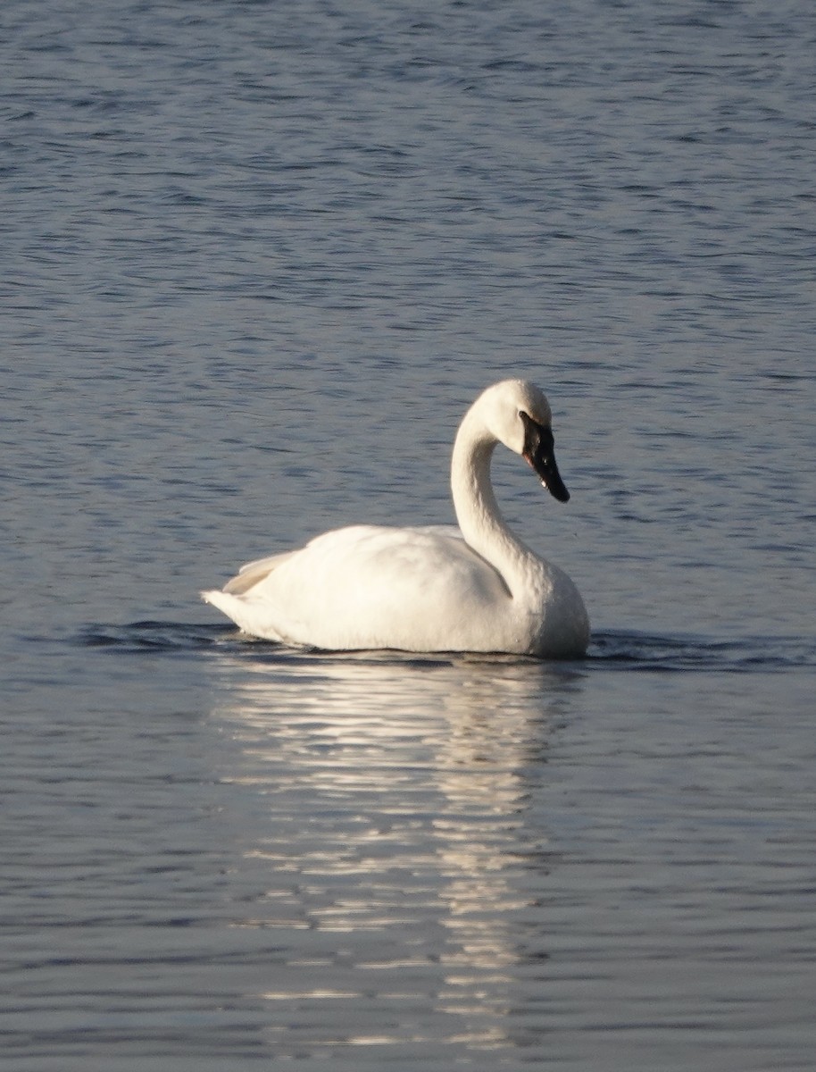Trumpeter Swan - ML629932670