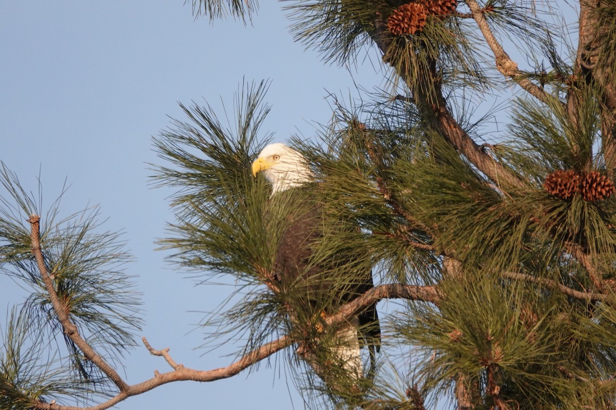 Bald Eagle - ML629932699