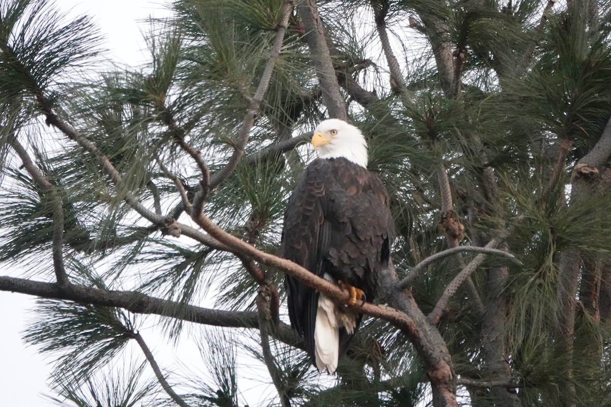 Bald Eagle - ML629932700