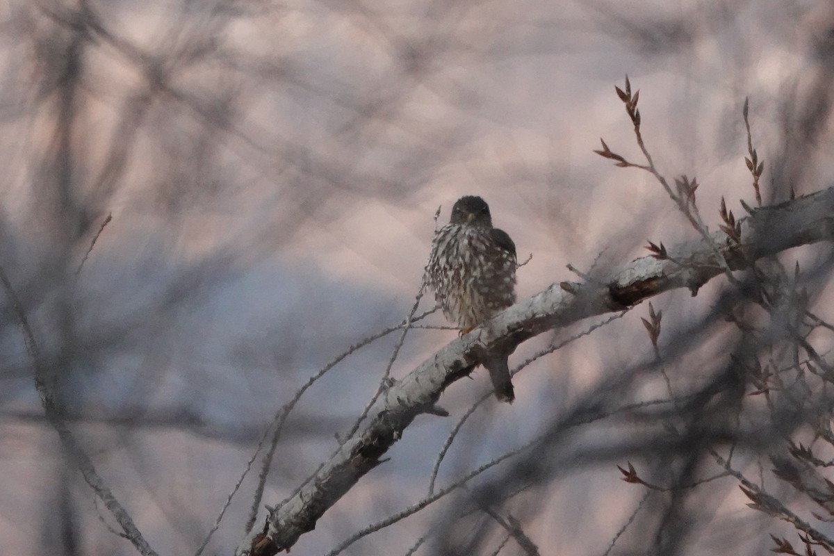 Merlin - ML629932767