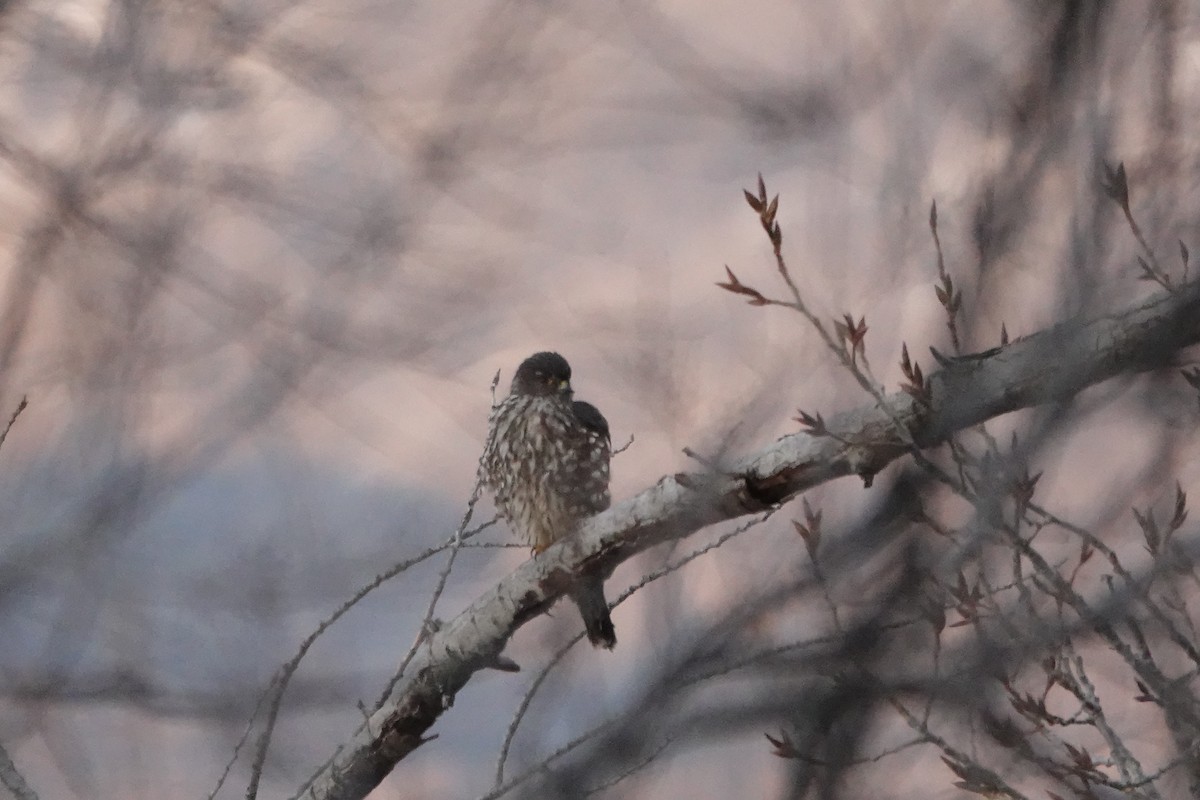 Merlin - ML629932771