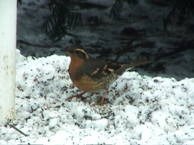 Varied Thrush - ML629932776