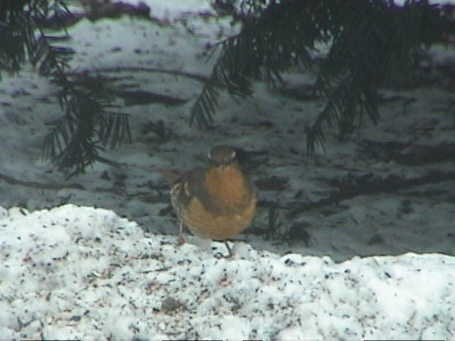 Varied Thrush - ML629932777
