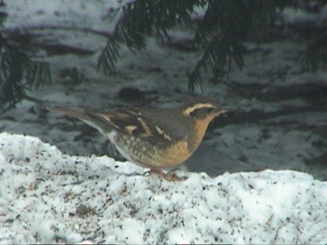 Varied Thrush - ML629932778