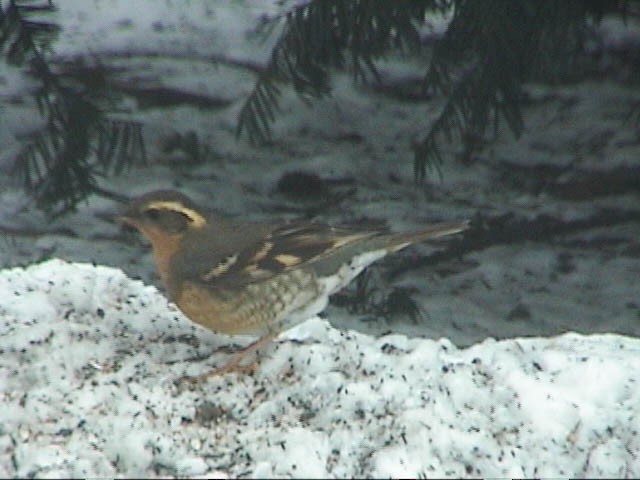 Varied Thrush - ML629932779