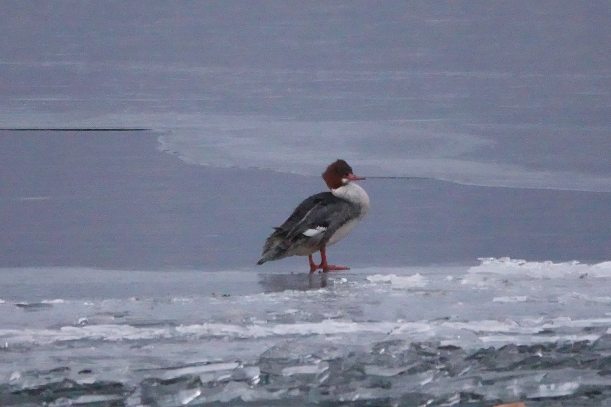 Common Merganser - ML629932795