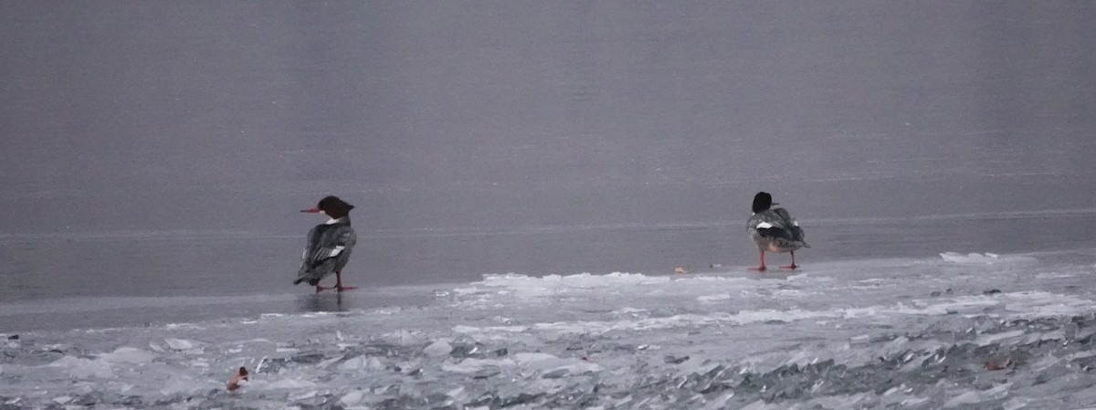 Common Merganser - ML629932806