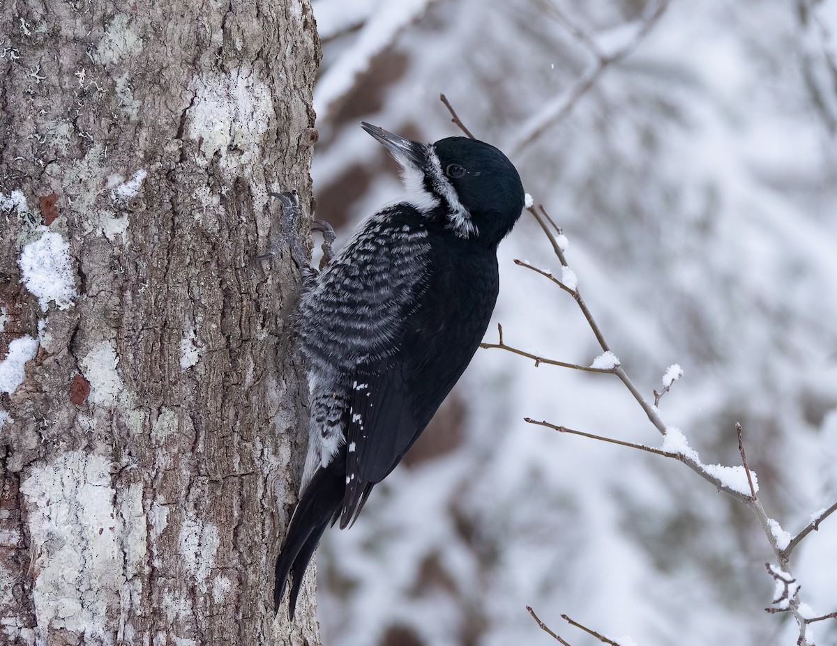 Black-backed Woodpecker - ML629932890