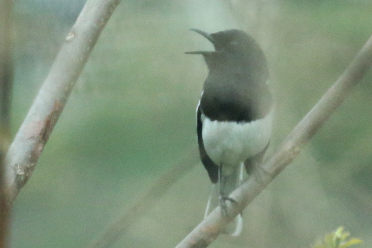 Oriental Magpie-Robin - ML629933026