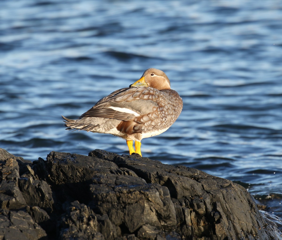 Flying Steamer-Duck - ML629933172