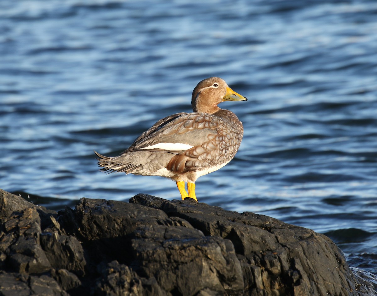 Flying Steamer-Duck - ML629933173