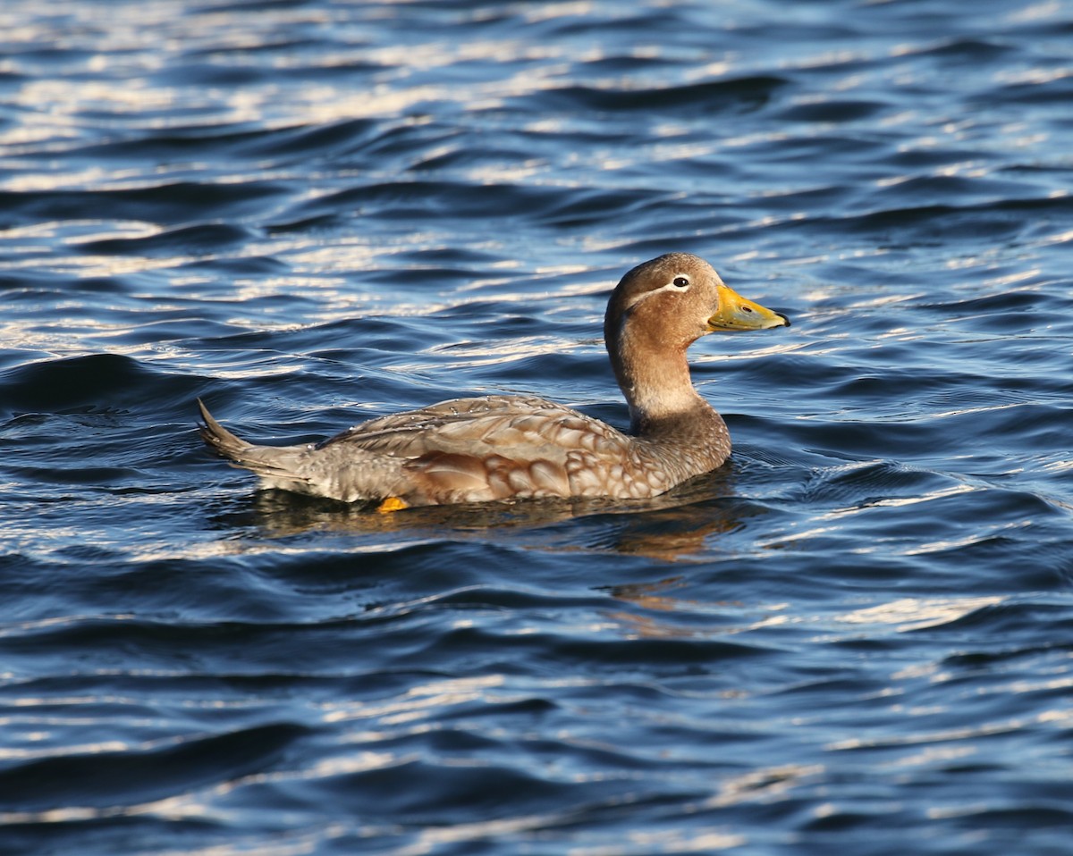 Flying Steamer-Duck - ML629933174