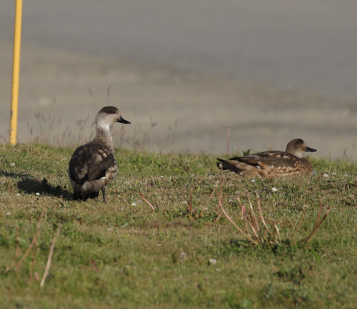 Crested Duck - ML629933177