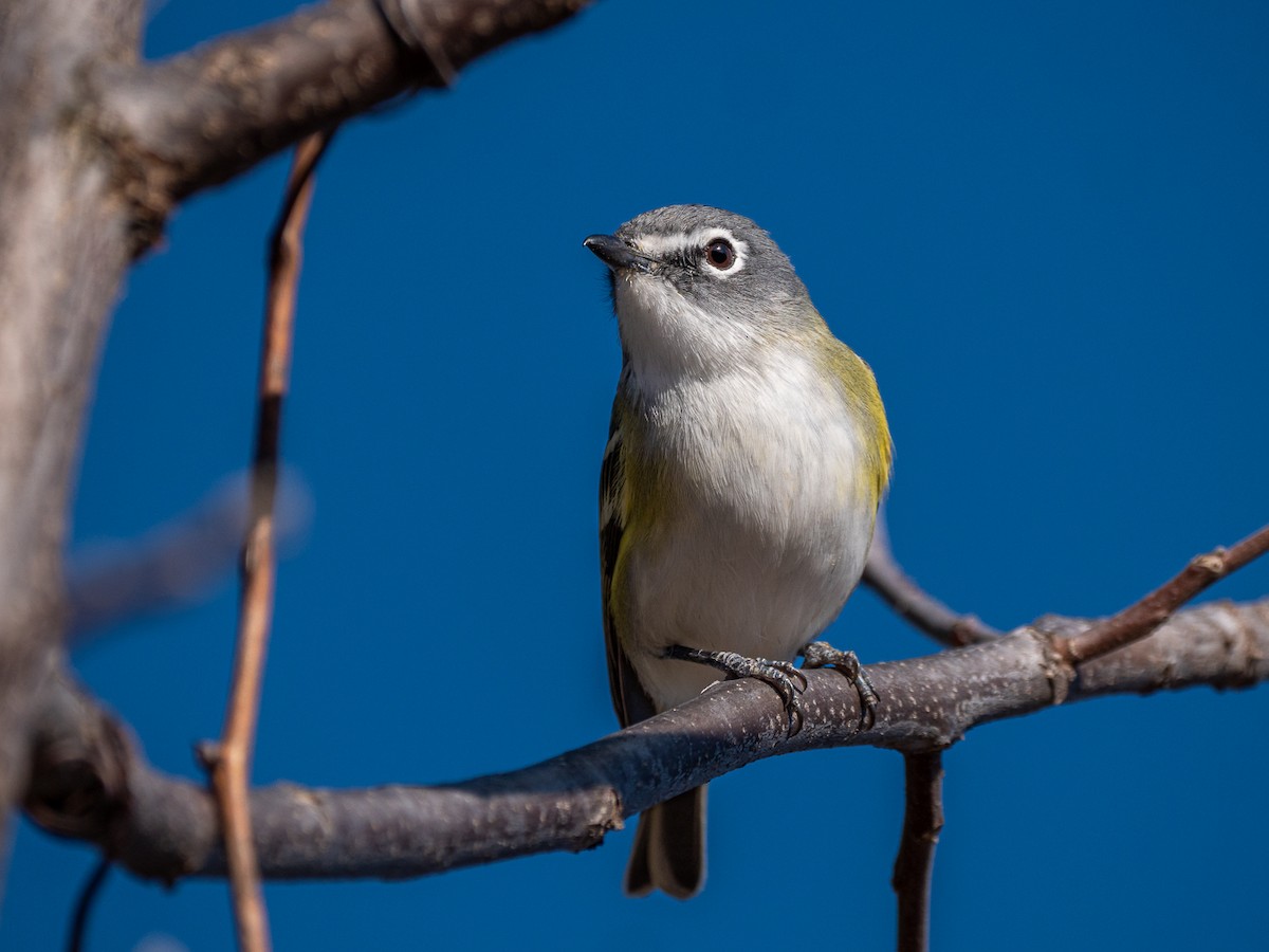 Blue-headed Vireo - ML629933227