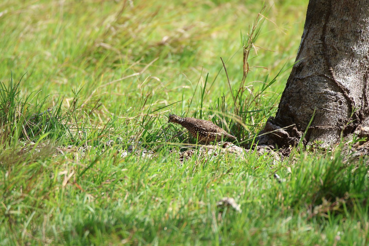 Crested Bobwhite - ML629933284