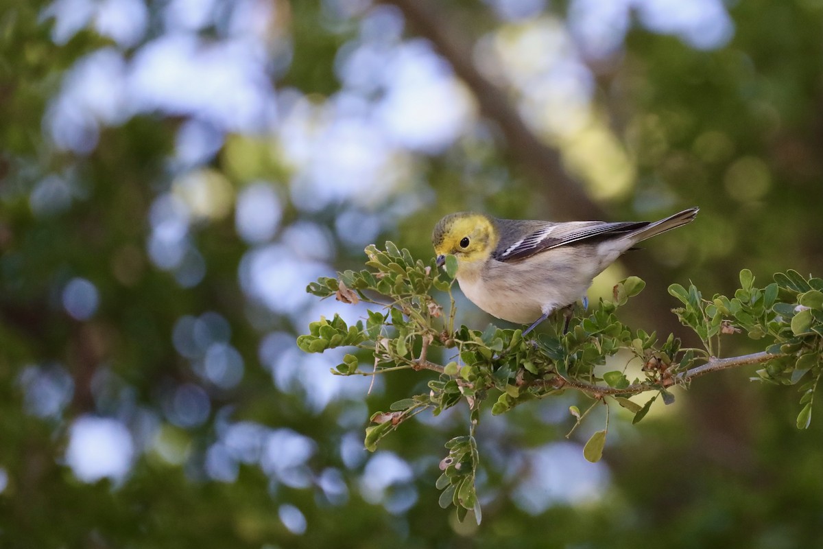 Hermit Warbler - ML629933419