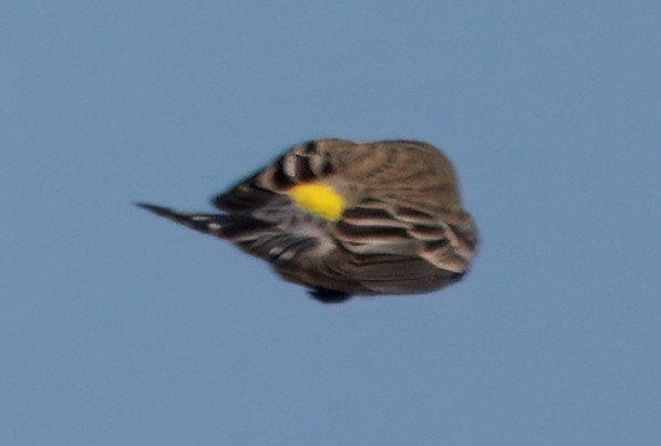 Yellow-rumped Warbler - ML629933449
