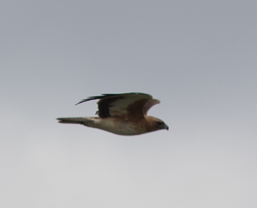 Kaninchenadler - ML62993361