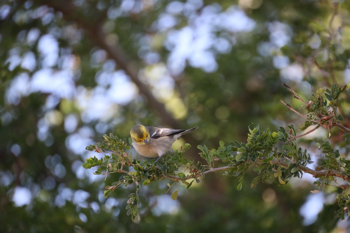 Hermit Warbler - ML629933700