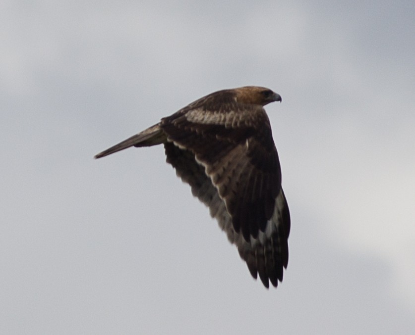 Kaninchenadler - ML62993371