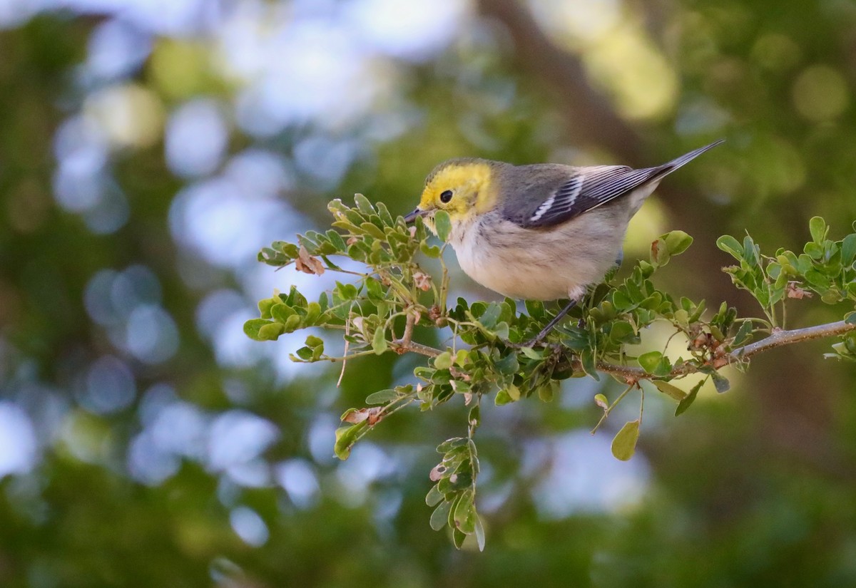 Hermit Warbler - ML629933715
