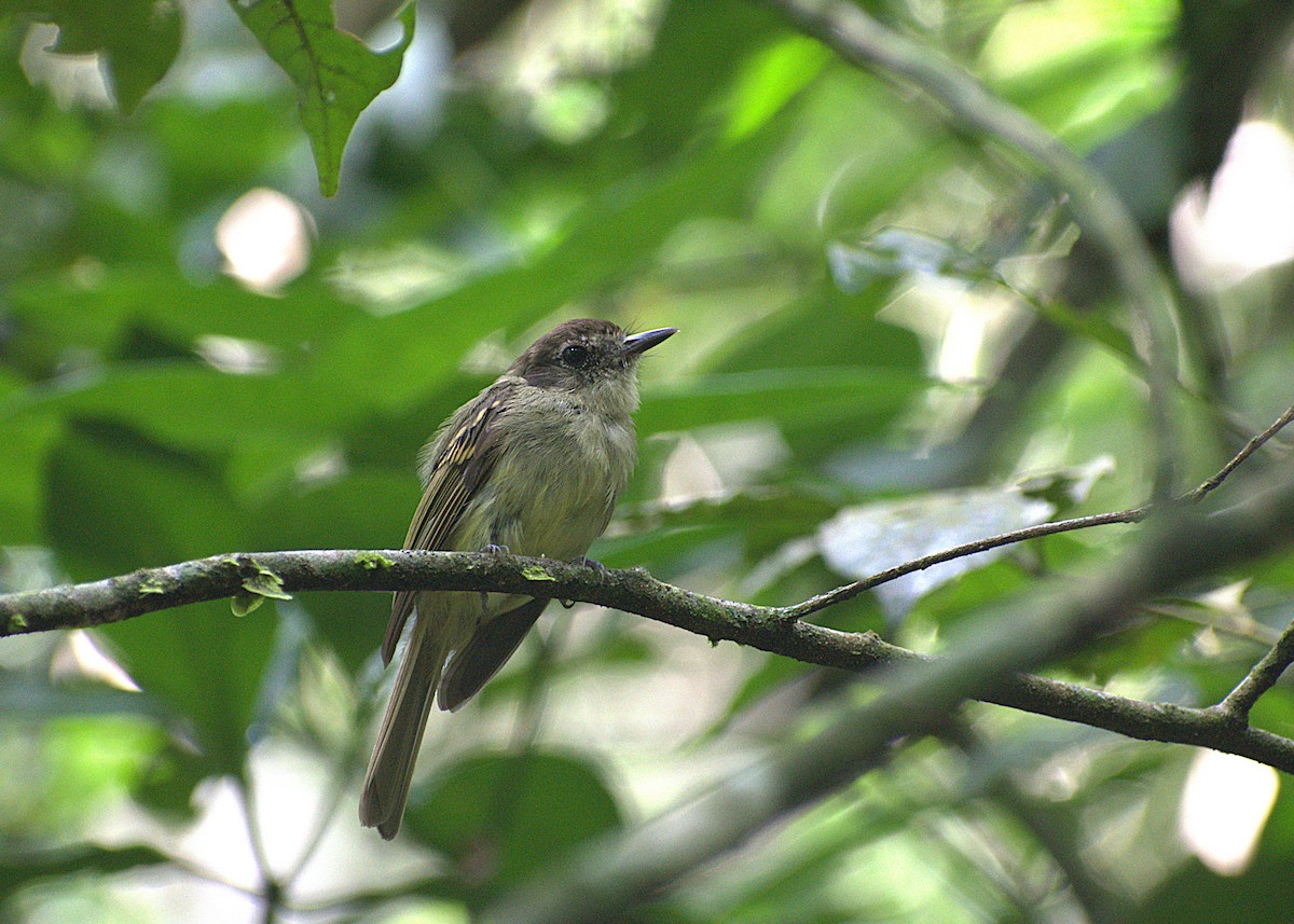 Braunkappen-Laubtyrann - ML629933842