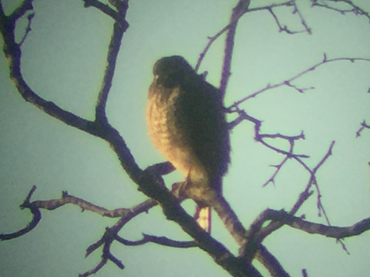 Roadside Hawk - ML629933904