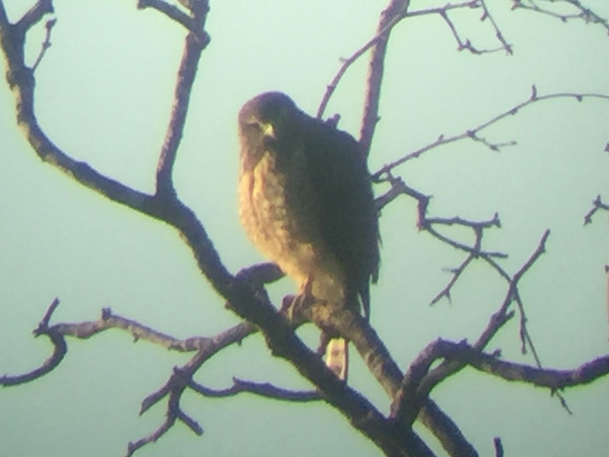 Roadside Hawk - ML629933905