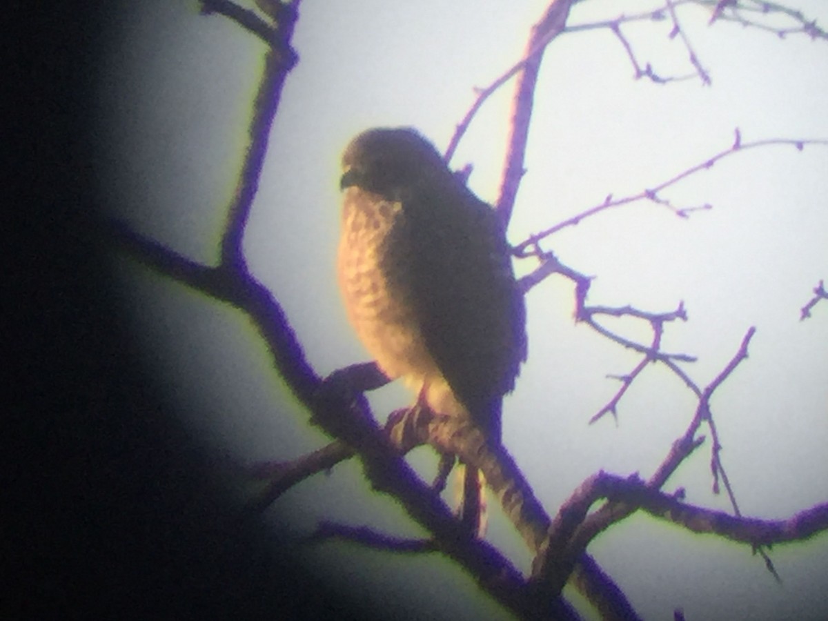 Roadside Hawk - ML629933906