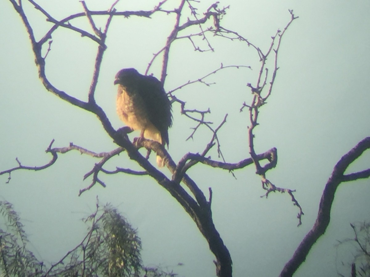 Roadside Hawk - ML629933907