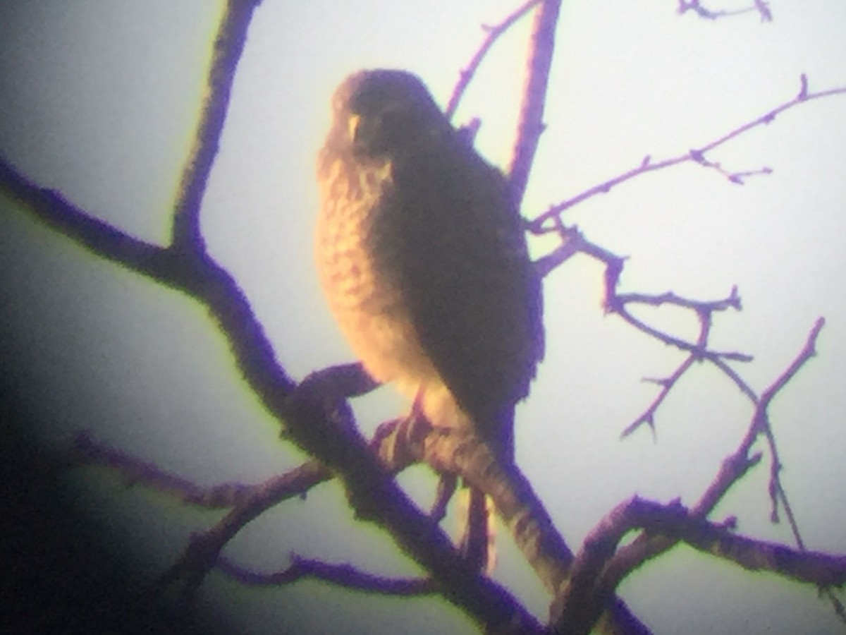 Roadside Hawk - ML629933908