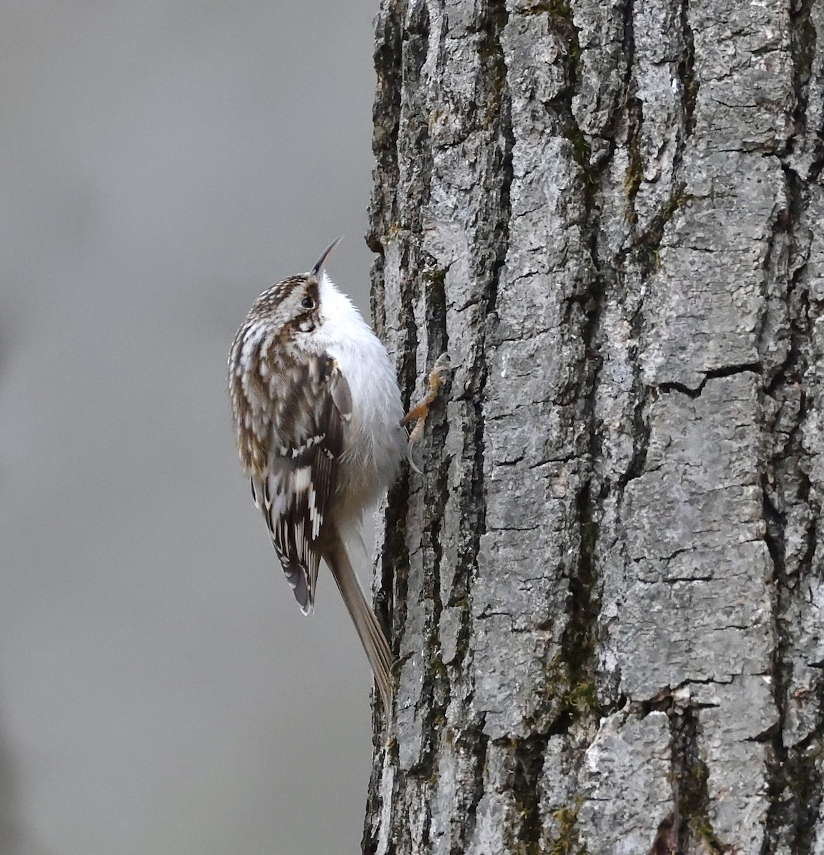 Brown Creeper - ML629933937