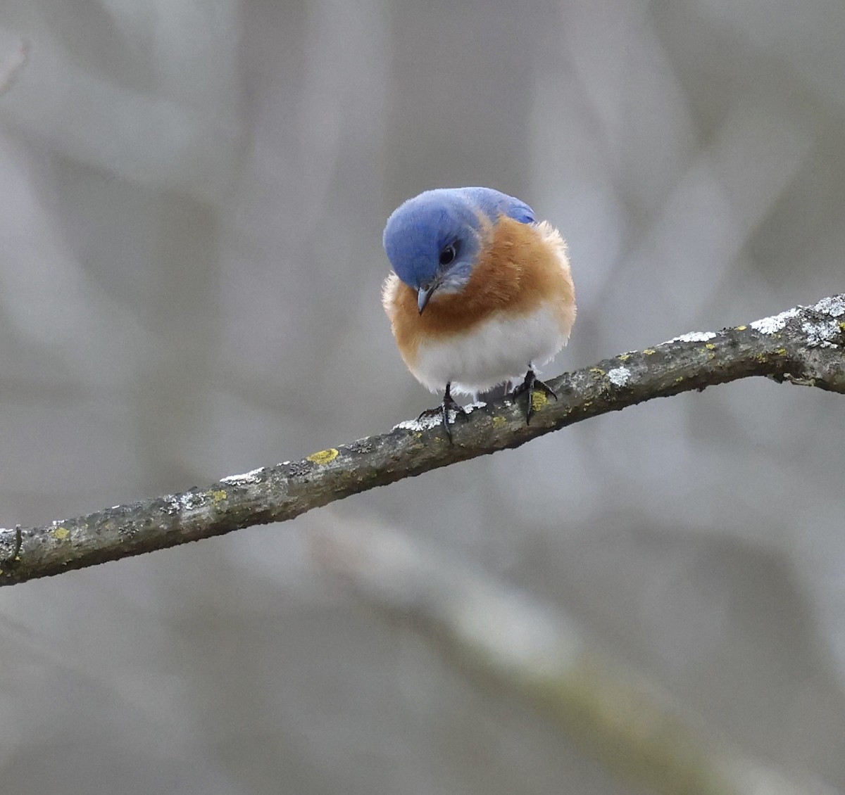 Eastern Bluebird - ML629933954