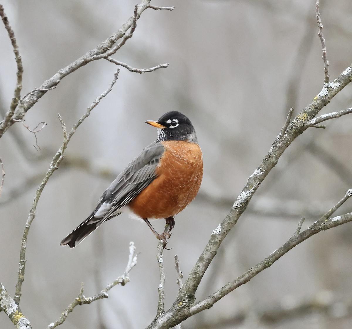 American Robin - ML629933976