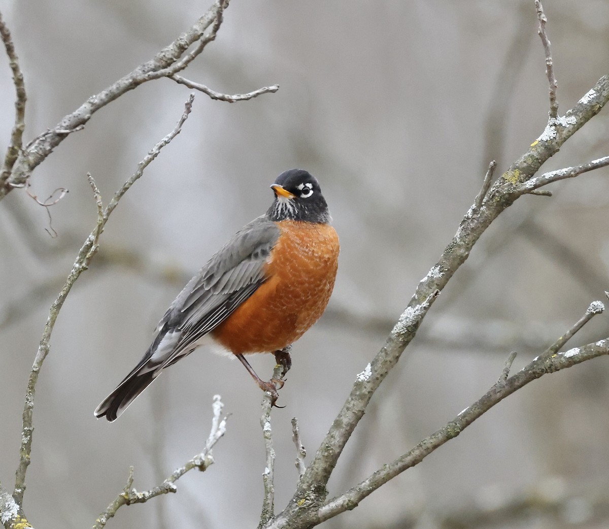 American Robin - ML629934006
