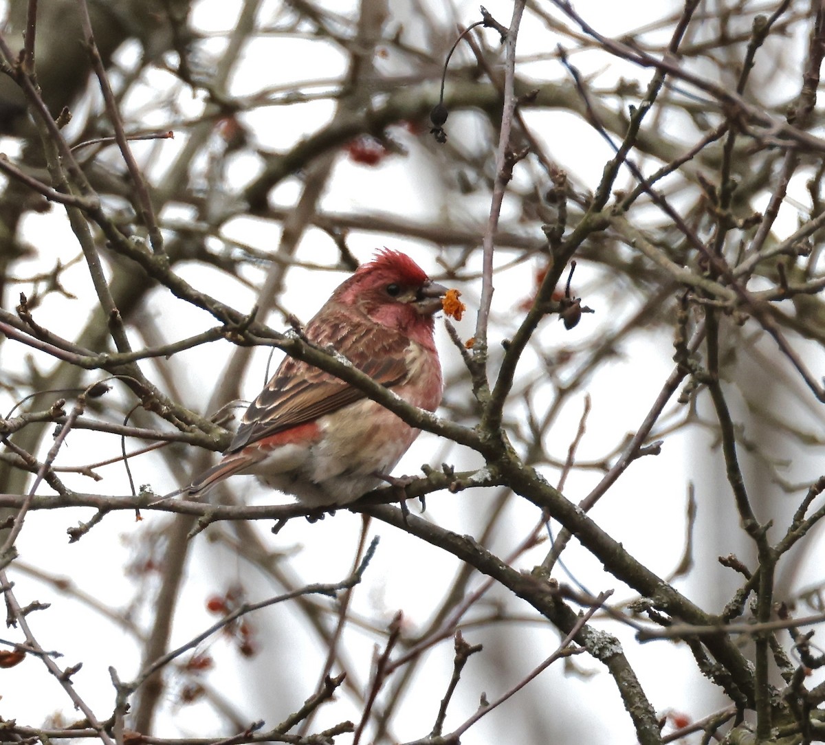 Purple Finch - ML629934022