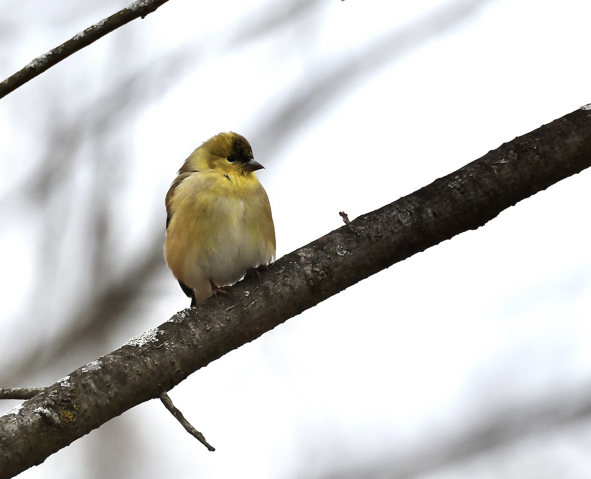 American Goldfinch - ML629934050